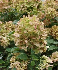 Fast Growing Trees See All Flowering Trees Limelight Hydrangea Tree 12 Fast Growing Trees See All Flowering Trees Limelight Hydrangea Tree