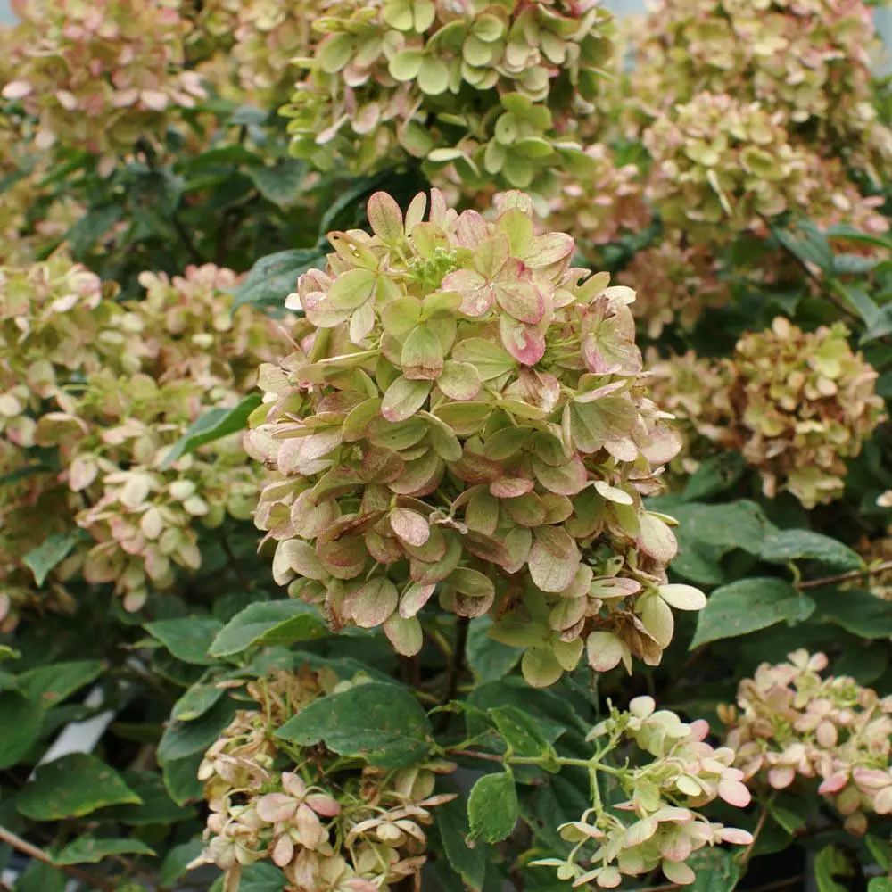 Fast Growing Trees See All Flowering Trees Limelight Hydrangea Tree 7 Fast Growing Trees See All Flowering Trees Limelight Hydrangea Tree