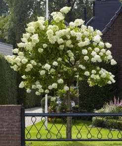 Fast Growing Trees See All Flowering Trees Limelight Hydrangea Tree 10 Fast Growing Trees See All Flowering Trees Limelight Hydrangea Tree