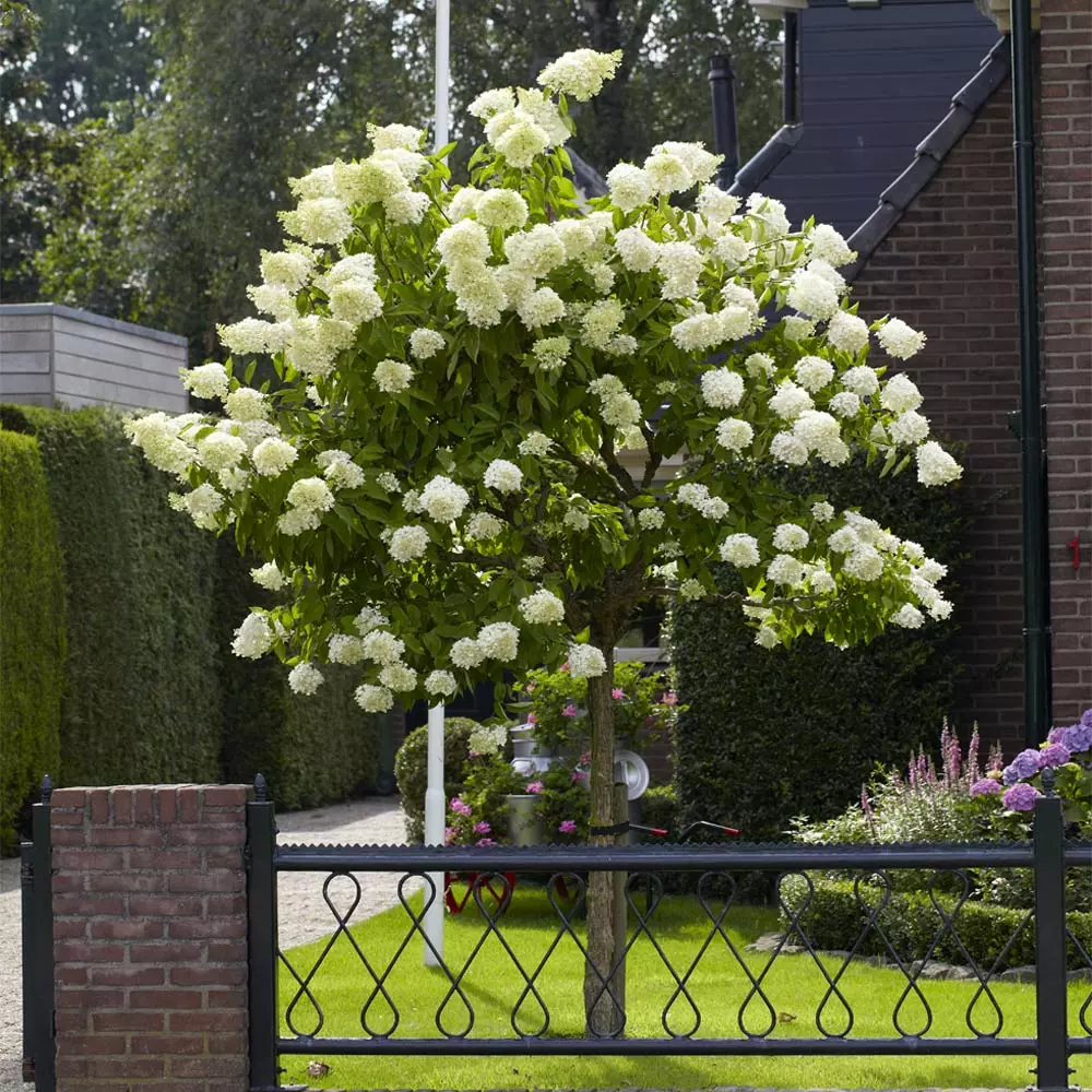 Fast Growing Trees See All Flowering Trees Limelight Hydrangea Tree 5 Fast Growing Trees See All Flowering Trees Limelight Hydrangea Tree