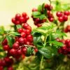 Fast Growing Trees Lingonberry Plant 1 Fast Growing Trees Lingonberry Plant