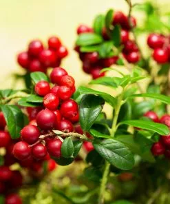 Fast Growing Trees Lingonberry Plant