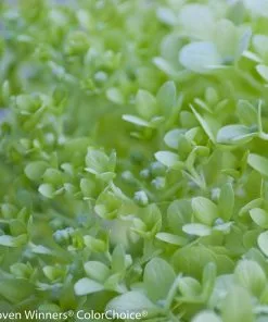 Fast Growing Trees Little Lime® Hydrangea Tree See All Flowering Trees