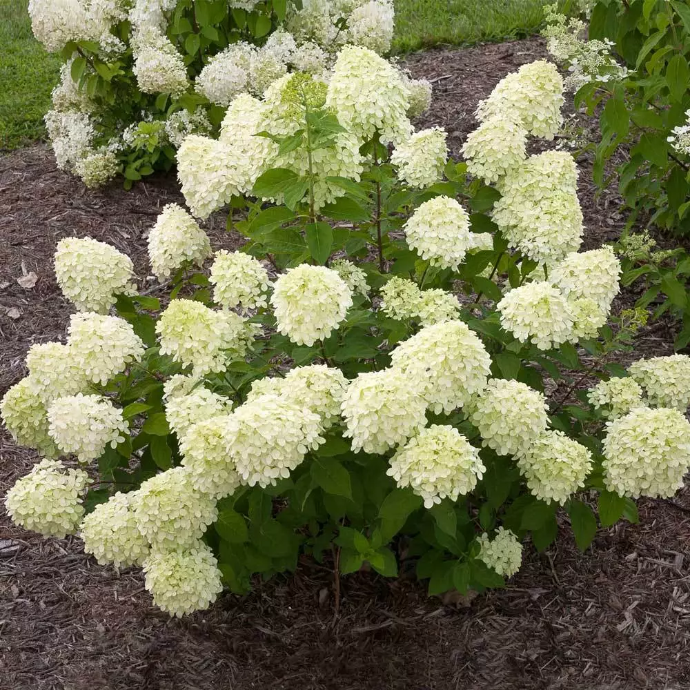 Fast Growing Trees Little Lime® Hydrangea Shrub See All Flowering Trees 4 Fast Growing Trees Little Lime® Hydrangea Shrub See All Flowering Trees