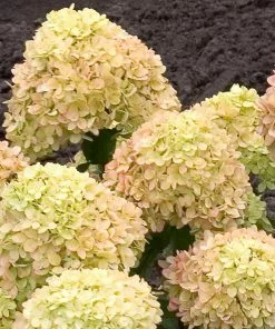 Fast Growing Trees Little Lime® Hydrangea Shrub See All Flowering Trees 10 Fast Growing Trees Little Lime® Hydrangea Shrub See All Flowering Trees