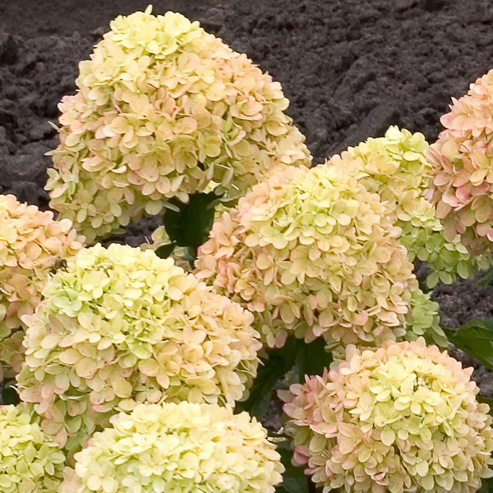 Fast Growing Trees Little Lime® Hydrangea Shrub See All Flowering Trees 6 Fast Growing Trees Little Lime® Hydrangea Shrub See All Flowering Trees