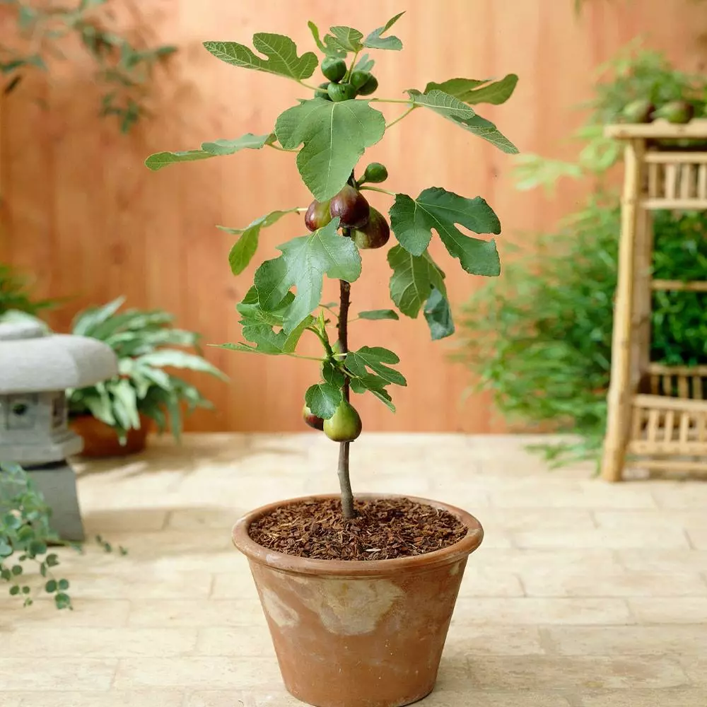 Fast Growing Trees Little Miss Figgy™ Tree - USDA Organic Fig Trees 4 Fast Growing Trees Little Miss Figgy™ Tree - USDA Organic Fig Trees