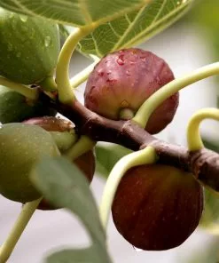 Fast Growing Trees Little Miss Figgy™ Tree - USDA Organic Fig Trees 9 Fast Growing Trees Little Miss Figgy™ Tree - USDA Organic Fig Trees