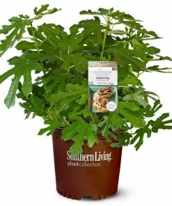 Fast Growing Trees Fig Trees Little Miss Figgy™ Tree