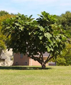 Fast Growing Trees Fig Trees Little Miss Figgy™ Tree
