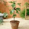 Fast Growing Trees Fig Trees Little Miss Figgy™ Tree 1 Fast Growing Trees Fig Trees Little Miss Figgy™ Tree