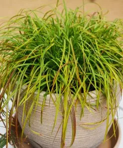 Fast Growing Trees Little Miss Dwarf Maiden Grass