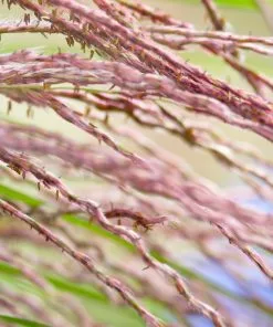 Fast Growing Trees Little Miss Dwarf Maiden Grass