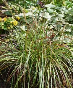 Fast Growing Trees Little Miss Dwarf Maiden Grass