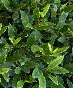 Fast Growing Trees Little Ragu® Sweet Bay Shrub Laurel Shrubs 8 Fast Growing Trees Little Ragu® Sweet Bay Shrub Laurel Shrubs