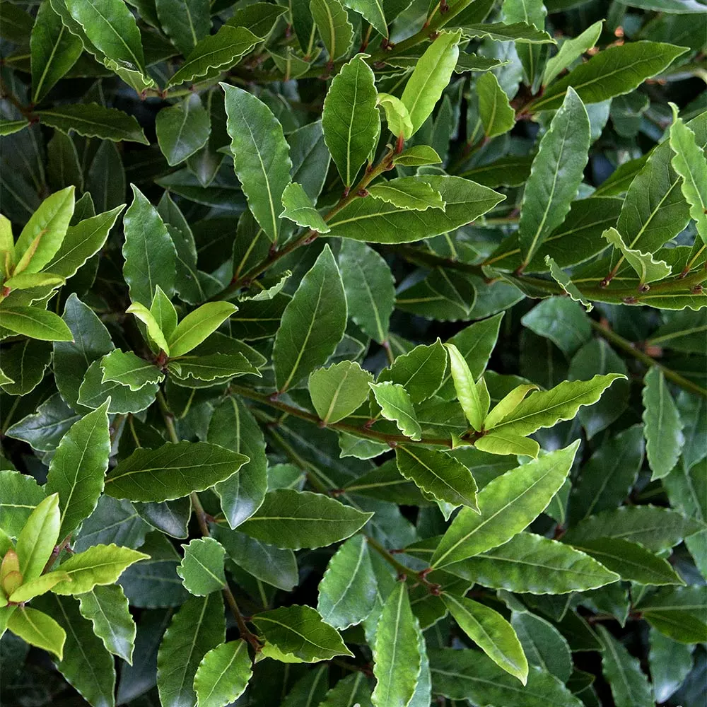 Fast Growing Trees Little Ragu® Sweet Bay Shrub Laurel Shrubs 5 Fast Growing Trees Little Ragu® Sweet Bay Shrub Laurel Shrubs