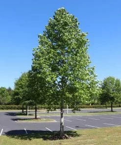 Fast Growing Trees Tulip Poplar 'Little Volunteer' See All Flowering Trees 11 Fast Growing Trees Tulip Poplar 'Little Volunteer' See All Flowering Trees
