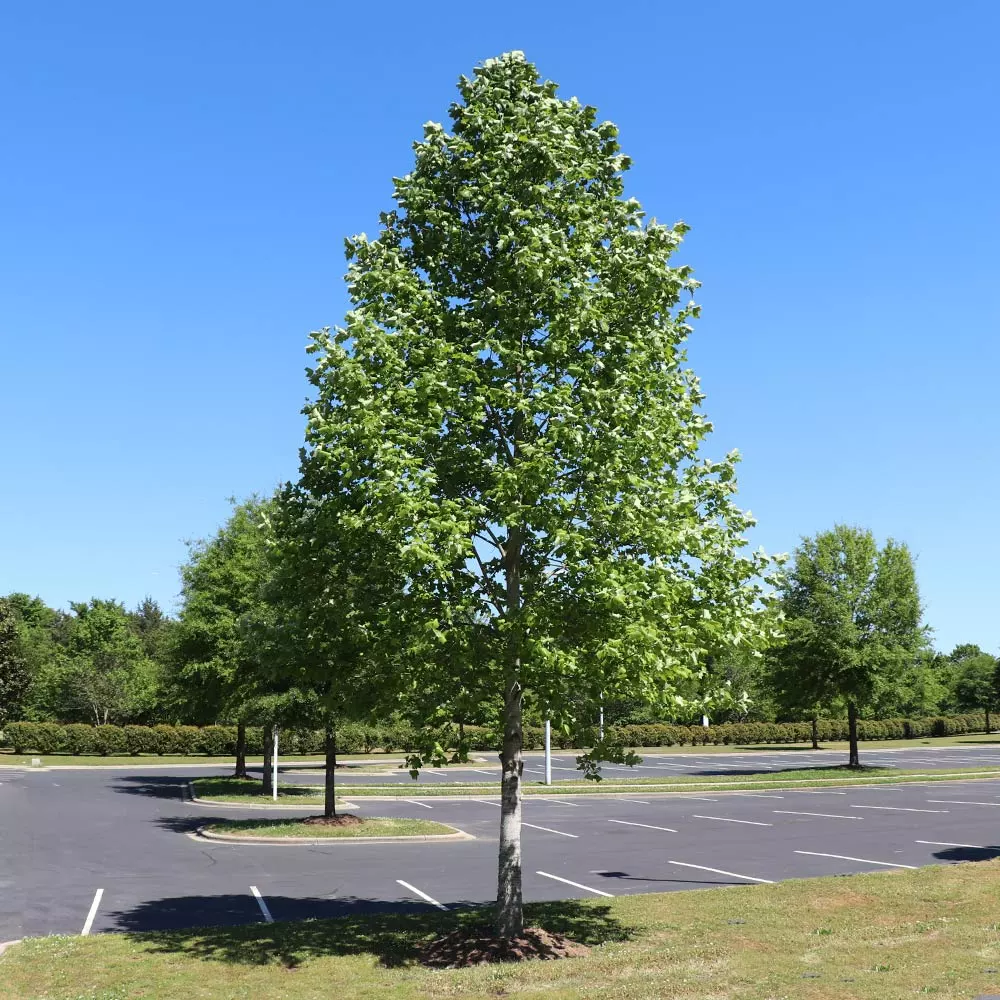 Fast Growing Trees Tulip Poplar 'Little Volunteer' See All Flowering Trees 7 Fast Growing Trees Tulip Poplar 'Little Volunteer' See All Flowering Trees