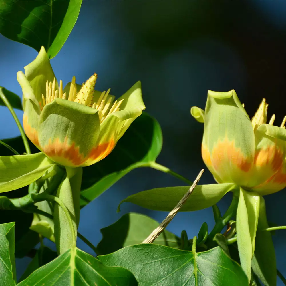 Fast Growing Trees Tulip Poplar 'Little Volunteer' See All Flowering Trees 5 Fast Growing Trees Tulip Poplar 'Little Volunteer' See All Flowering Trees