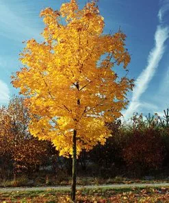 Fast Growing Trees Tulip Poplar 'Little Volunteer' See All Flowering Trees 10 Fast Growing Trees Tulip Poplar 'Little Volunteer' See All Flowering Trees