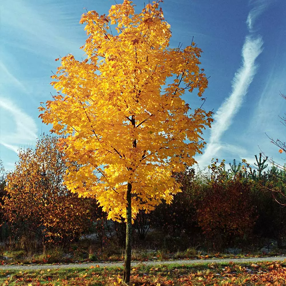 Fast Growing Trees Tulip Poplar 'Little Volunteer' See All Flowering Trees 6 Fast Growing Trees Tulip Poplar 'Little Volunteer' See All Flowering Trees
