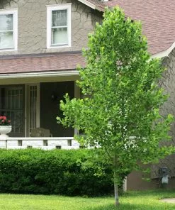 Fast Growing Trees Tulip Poplar 'Little Volunteer' See All Flowering Trees