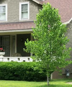 Fast Growing Trees Tulip Poplar 'Little Volunteer' See All Flowering Trees