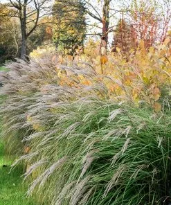 Fast Growing Trees Little Kitten Maiden Grass 7 Fast Growing Trees Little Kitten Maiden Grass