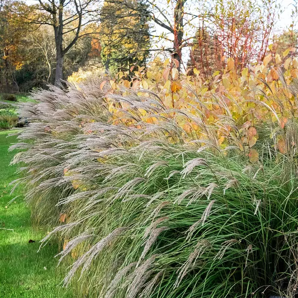 Fast Growing Trees Little Kitten Maiden Grass 5 Fast Growing Trees Little Kitten Maiden Grass