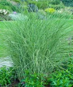 Fast Growing Trees Little Kitten Maiden Grass