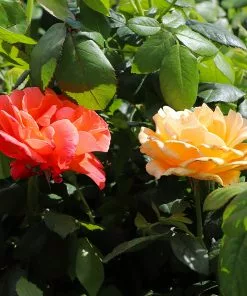 Fast Growing Trees Livin' Easy™ And Easy-Going™ Two-fer® Rose Tree Rose Trees 7 Fast Growing Trees Livin' Easy™ And Easy-Going™ Two-fer® Rose Tree Rose Trees
