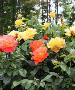 Fast Growing Trees Livin' Easy™ And Easy-Going™ Two-fer® Rose Tree Rose Trees