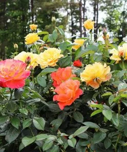 Fast Growing Trees Livin' Easy™ And Easy-Going™ Two-fer® Rose Tree Rose Trees