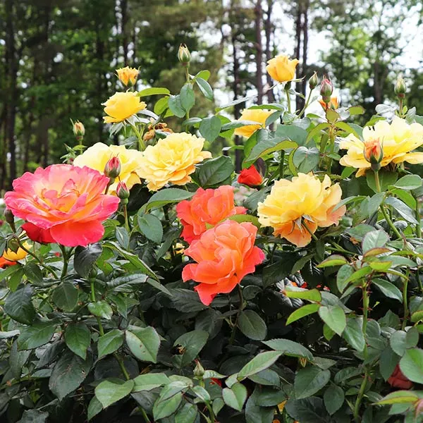 Fast Growing Trees Livin' Easy™ And Easy-Going™ Two-fer® Rose Tree Rose Trees 3 Fast Growing Trees Livin' Easy™ And Easy-Going™ Two-fer® Rose Tree Rose Trees
