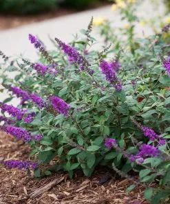 Fast Growing Trees Lo And Behold® 'Blue Chip' Butterfly Bush