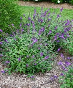 Fast Growing Trees Lo And Behold® 'Blue Chip' Butterfly Bush