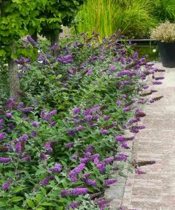 Fast Growing Trees Lo And Behold® 'Blue Chip' Butterfly Bush