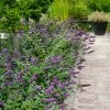 Fast Growing Trees Lo And Behold® 'Blue Chip' Butterfly Bush 2 Fast Growing Trees Lo And Behold® 'Blue Chip' Butterfly Bush