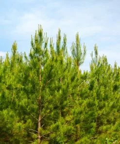 Fast Growing Trees Loblolly Pine Tree 9 Fast Growing Trees Loblolly Pine Tree