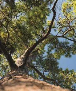 Fast Growing Trees Loblolly Pine Tree 10 Fast Growing Trees Loblolly Pine Tree