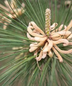 Fast Growing Trees Loblolly Pine Tree 11 Fast Growing Trees Loblolly Pine Tree