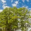 Fast Growing Trees Loblolly Pine Tree 2 Fast Growing Trees Loblolly Pine Tree