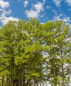 Fast Growing Trees Loblolly Pine Tree