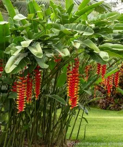 Fast Growing Trees Lobster Claw Plant See All Shrubs & Hedges 8 Fast Growing Trees Lobster Claw Plant See All Shrubs & Hedges