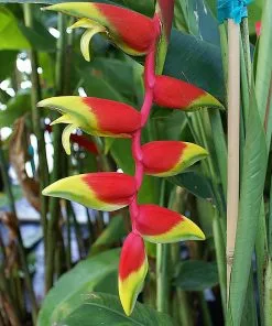 Fast Growing Trees Lobster Claw Plant See All Shrubs & Hedges 9 Fast Growing Trees Lobster Claw Plant See All Shrubs & Hedges