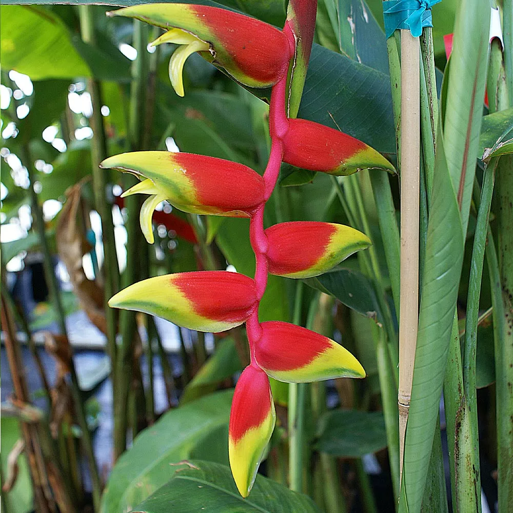 Fast Growing Trees Lobster Claw Plant See All Shrubs & Hedges 5 Fast Growing Trees Lobster Claw Plant See All Shrubs & Hedges