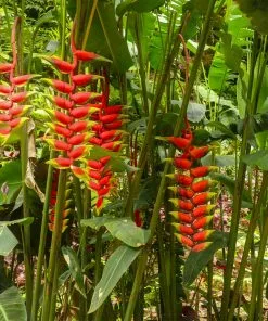 Fast Growing Trees Lobster Claw Plant See All Shrubs & Hedges 10 Fast Growing Trees Lobster Claw Plant See All Shrubs & Hedges