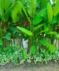 Fast Growing Trees Lobster Claw Plant See All Shrubs & Hedges 11 Fast Growing Trees Lobster Claw Plant See All Shrubs & Hedges