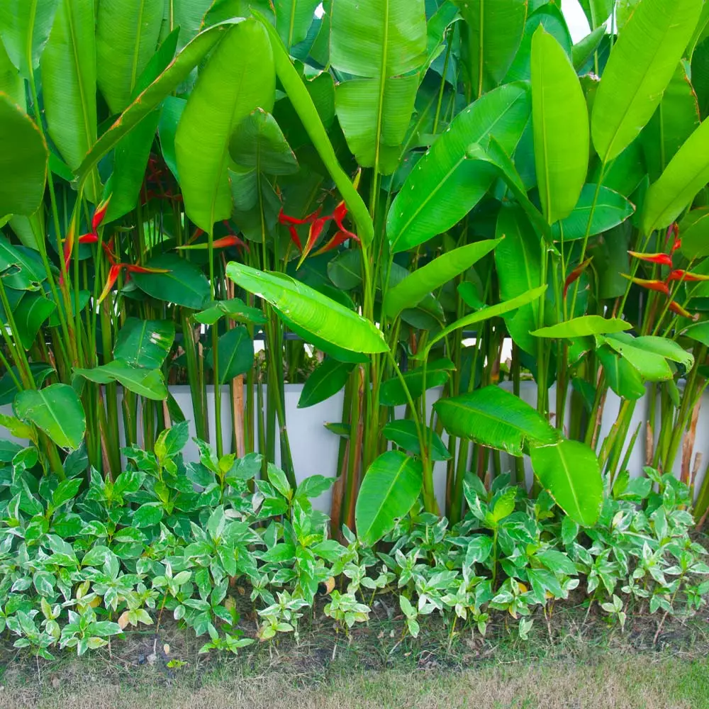 Fast Growing Trees Lobster Claw Plant See All Shrubs & Hedges 7 Fast Growing Trees Lobster Claw Plant See All Shrubs & Hedges