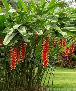 Fast Growing Trees Lobster Claw Plant See All Shrubs & Hedges